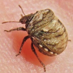 Vilpianus galii